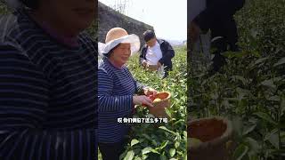 天气晴了，掐点茶叶炒出来，给远在坦桑尼亚的老丈人带去。