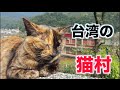 【台湾の猫村】猴硐【癒し】 Catだニャ〜