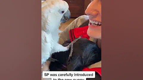 Watch the video about Parrot Says to Puppy I Love Him |#shorts| Cute & Funny Dog