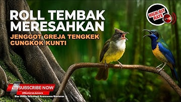 Cucak Cungkok Super Gacor Tembakan Roll Tajam vs Cucak Jenggot Gacor Beset Greja Tarung