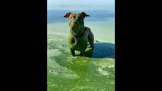 ШОК вода в Днепре мертвая!Рыбы дохнут, вода превратилась в яд! Все вокруг отравлено!