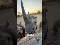 هذه الحيوانات التي خلقها الله مهددة بالانقراض سيفاجئك,😱 #معلومات #facts# viral# animals #الظروف