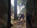 Lumberjack skunk 伐倒 #chainsaw #stihlchainsaw #logging