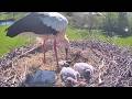 2026 05 02 Storchennest Alfeld,  OOOOhhhh jeee, um den Winzling steht es nicht gut
