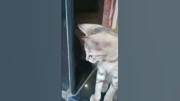 Funny Cat Shortfeeds Cat Viralhog Catfish Monyet Catdance 