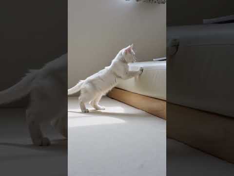 白い部屋の白い猫/    White Cat in a White Room #子ネコ #白猫 #kitten #kittenshorts