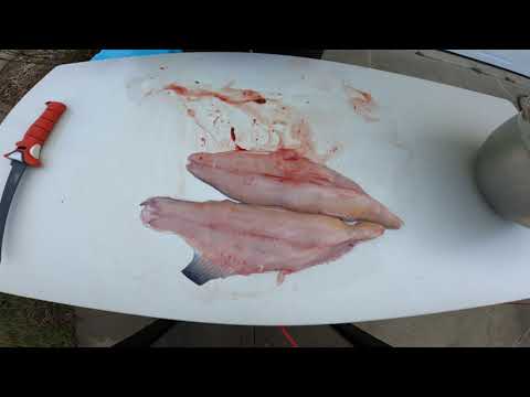 Video: Come Cucinare Il Pesce Gatto