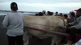 20140503 07 彰化 台南三日遊之一 彰化普天宮 海牛驛站坐海牛車 採蚵吃蚵看海去