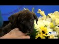 Pet of the Week: Roo | FOX 24 News Now