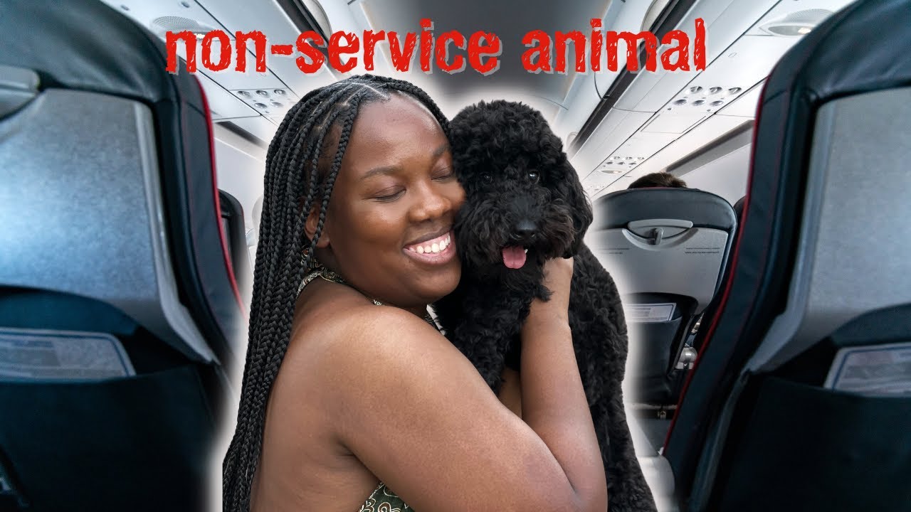 How to fly with your puppy in Cabin Southwest Airlines YouTube