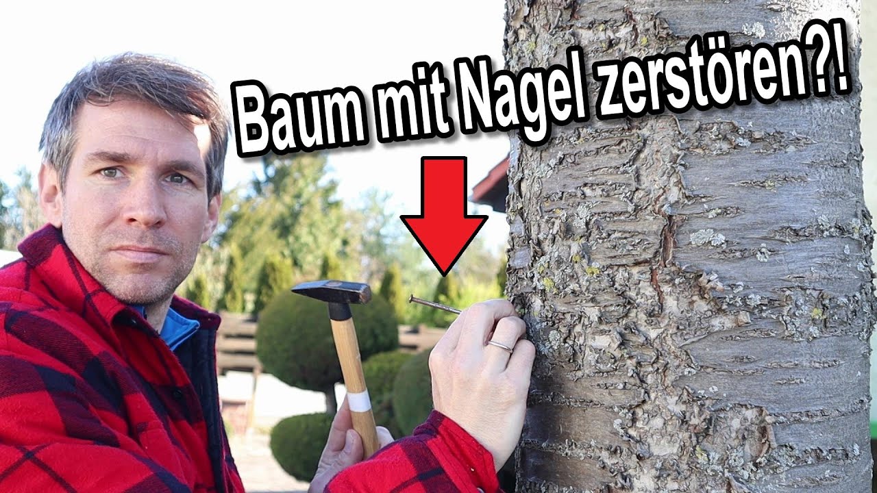 Baum mit Nagel zerstören und absterben lassen - Funktioniert das?