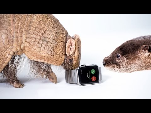 Zoo Animals Review the Apple Watch