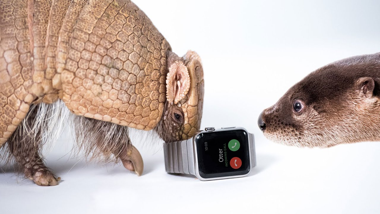 Zoo Animals Review the Apple Watch