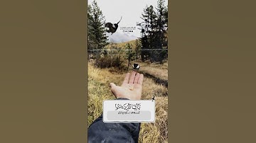 ان الله و ملائكته يصلون على النبي تلاوة ما تيسر من سورة الاحزاب القارئ محمد شوكت