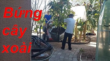 Bứng cây xoài Alphonso qua chỗ tốt hơn.  Moving my big Mango to a new location (Eng. Sub)