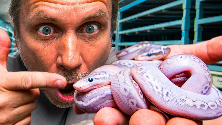 THEY HATCHED!!! PURPLE AND SILVER SNAKE BABIES!! | BRIAN BARCZYK