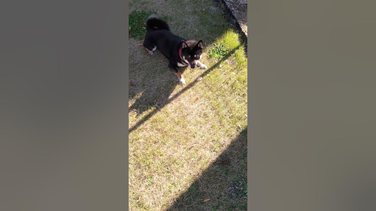 柴犬ポケモンがなかなかゲットできない Shorts Youtube