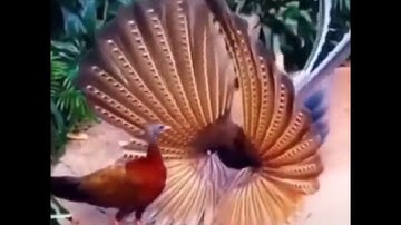 سبحان الله# هذا خلق الله #سورة لقمان الاية 11