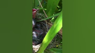 Birds Life  Part2 #shorts #youtube #birds #nest