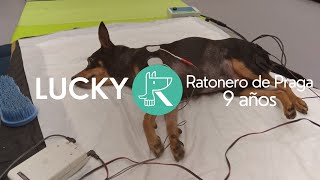 Hernia discal cervical y malformación Chiari-Like by CRAR Centre de Rehabilitació Animal de Referència 800 views 1 year ago 56 seconds