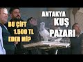 BU ÇİFT 1.500 TL EDER Mİ: ANTAKYA KUŞ PAZARI