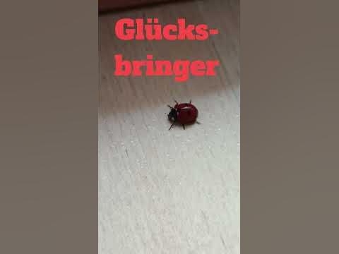 käfer glück leben gesundheit tiere natur animals humor garten