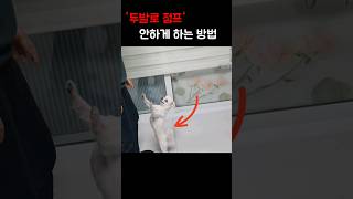 강아지 두발로 점프 못하게 하기 #shorts