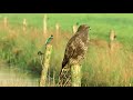 Vroege Vogels - IJsvogel en buizerd gebroederlijk naast elkaar