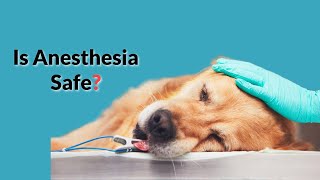 How Safe Is Anesthesia For Your Pet?🐕🐈