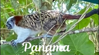 PANAMA 🇵🇦 (Out of kitchen) PART 3