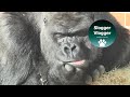 Gorilla Close Ups