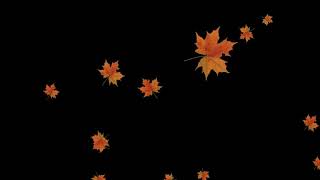 Листопад / футаж / footage / Черный фон / black background / chromakey / хромакей кленовые листья