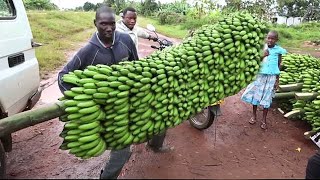 Cómo el teleférico de cosecha de banano, procesamiento de banano en fábrica