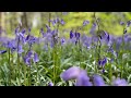 Walking the Bluebell Woods at Micheldever, Hampshire