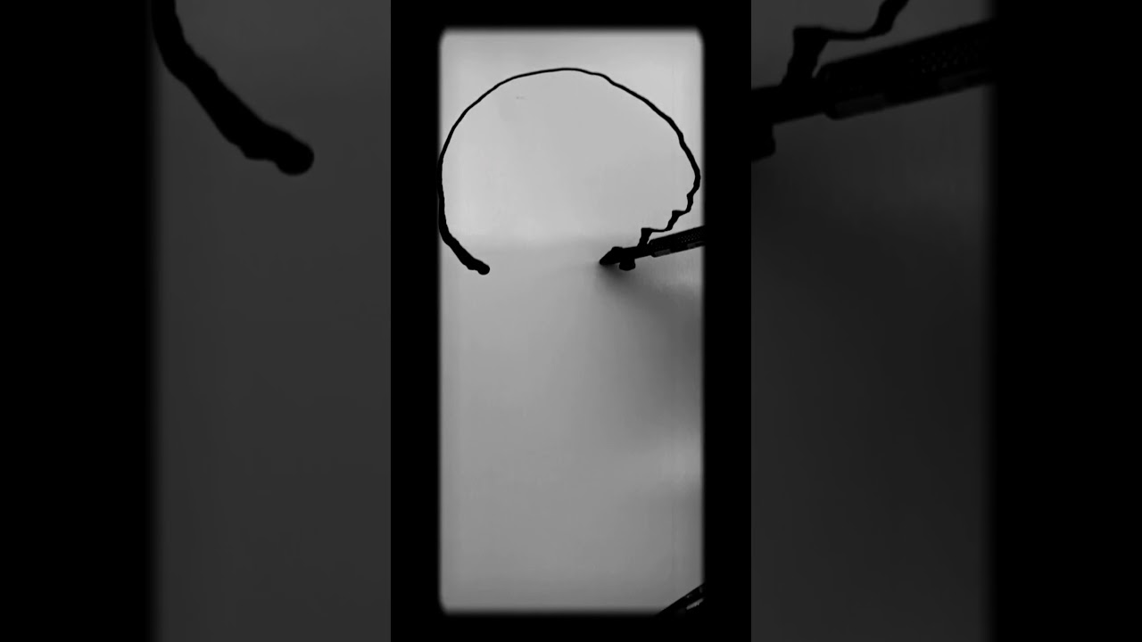 Carnation 2019 SABET