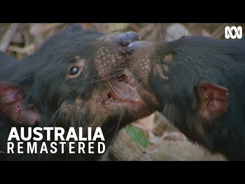 WWF_Australia on X: Say hello to the Tasmanian devil! Did you