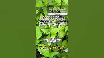 Rau bầu đất rau rừng trồng trên sân thượng phát triển rất tốt