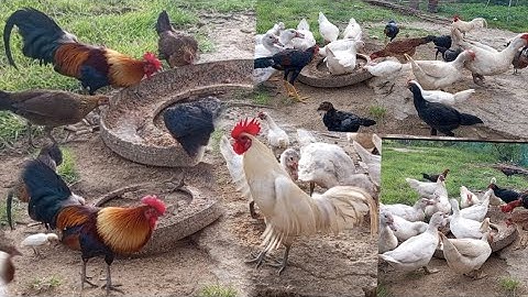 nyob zoo os los saib kuv pub qaib os 7/6/24