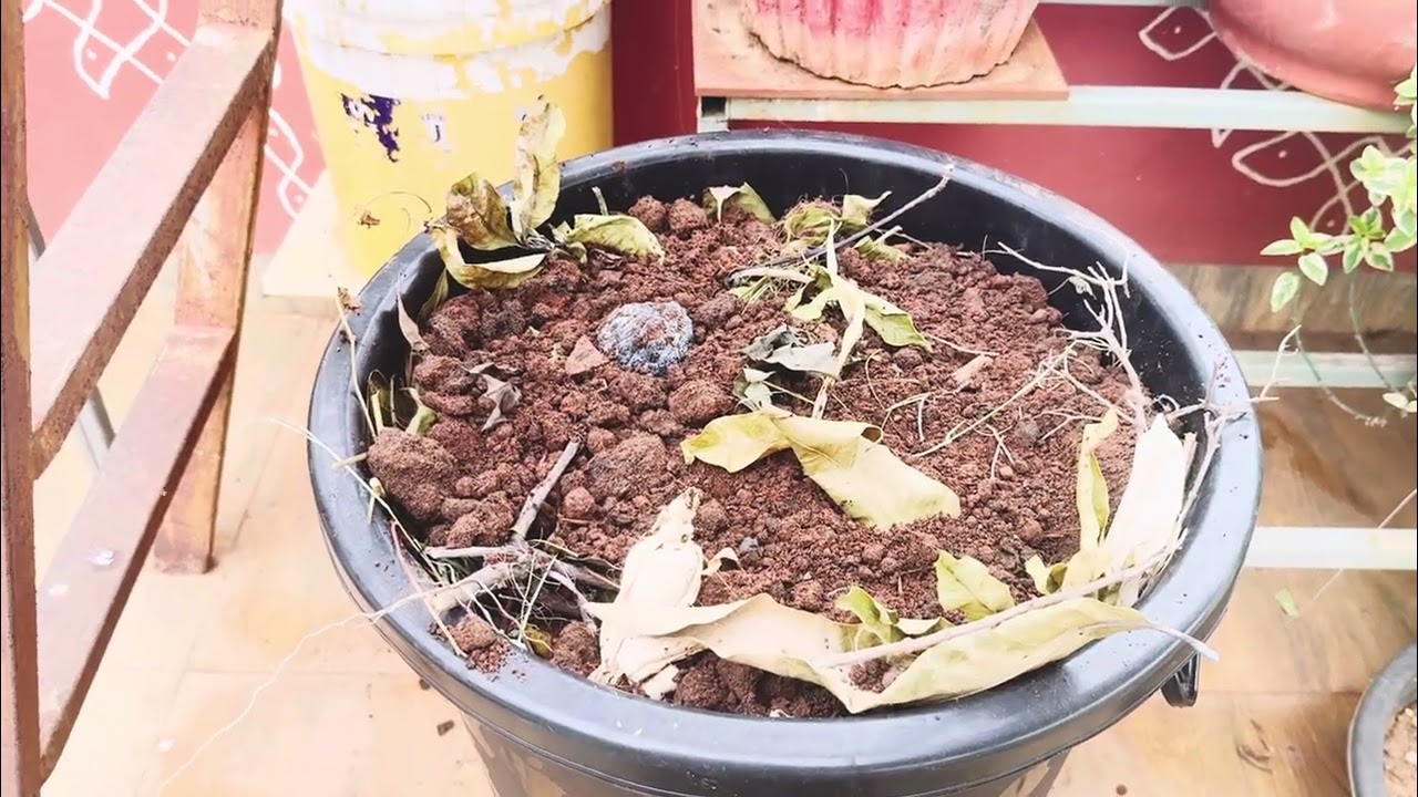 ఎంత పెద్ద కుండీనైనా తేలికగా ఎత్తేయొచ్చు/మట్టిని మనమే తయారు చేసుకుందాం/How to make pot soil loose 