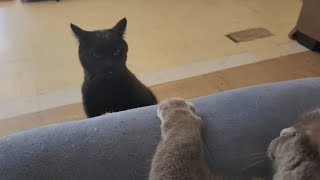 GENTLE ASMR: Cats slapping at each other, Minime growling at Max.
