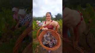 Claca  An Old Moldovan Tradition