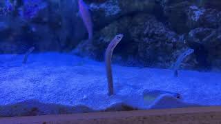 ホワイトスポッテッドガーデンイール‌　Whitespotted garden eel by イエスイ-おうち水族館- 47 views 2 months ago 52 seconds