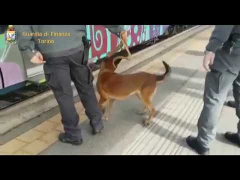 Arrestata alla stazione Lingotto con 2 kg di hashish nella borsa grazie al cane antidroga