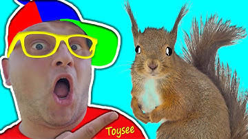 Toysee finds a Squirrel to learn about - Fun Squirrel facts for kids