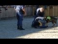 犯人宅に突入するスイスの警察犬　Police dog demonstration