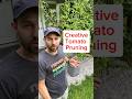 Creative Tomato Pruning and Support #shorts #tomato #pruning #garden #gardeningtips #gardening