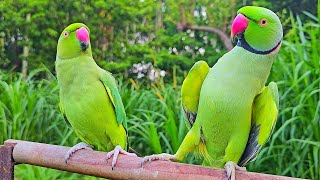 Parrot Talking Natural Voice / Sounds