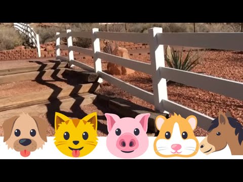 Video: Gids Voor Vrijwilligerswerk Bij Best Friends Animal Sanctuary - Matador Network