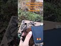 Можжевельник горизонтальный Блю Чип, посылка Из Гаршинки! #можжевельникгаршинка