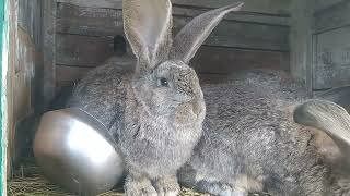Кролики Фландр | Вздутие и Отравление у крольчат